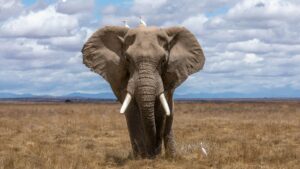 Un elefante nella savana